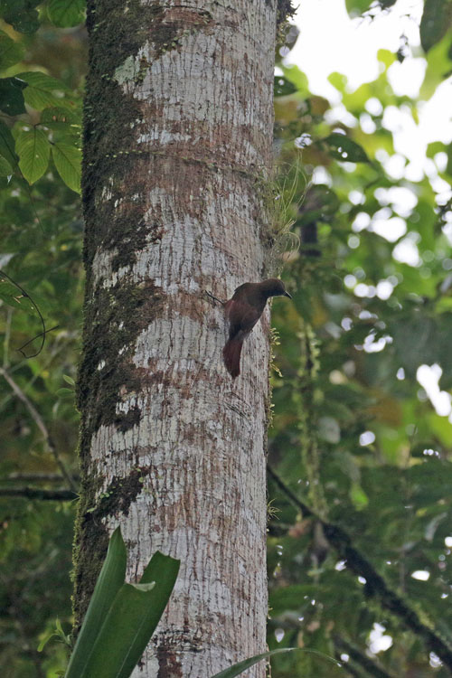 Plain-brown Woodcreeper